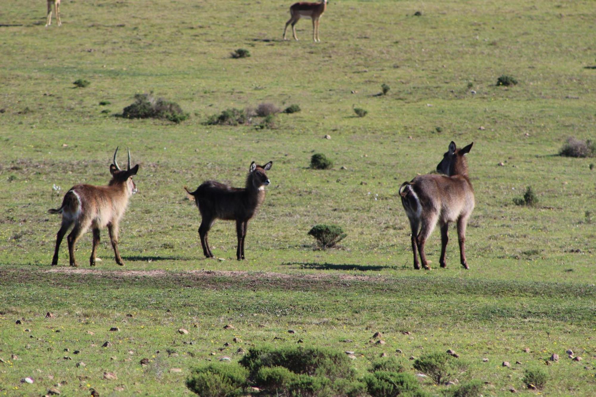 Hartenbos Private Game Lodge Kültér fotó