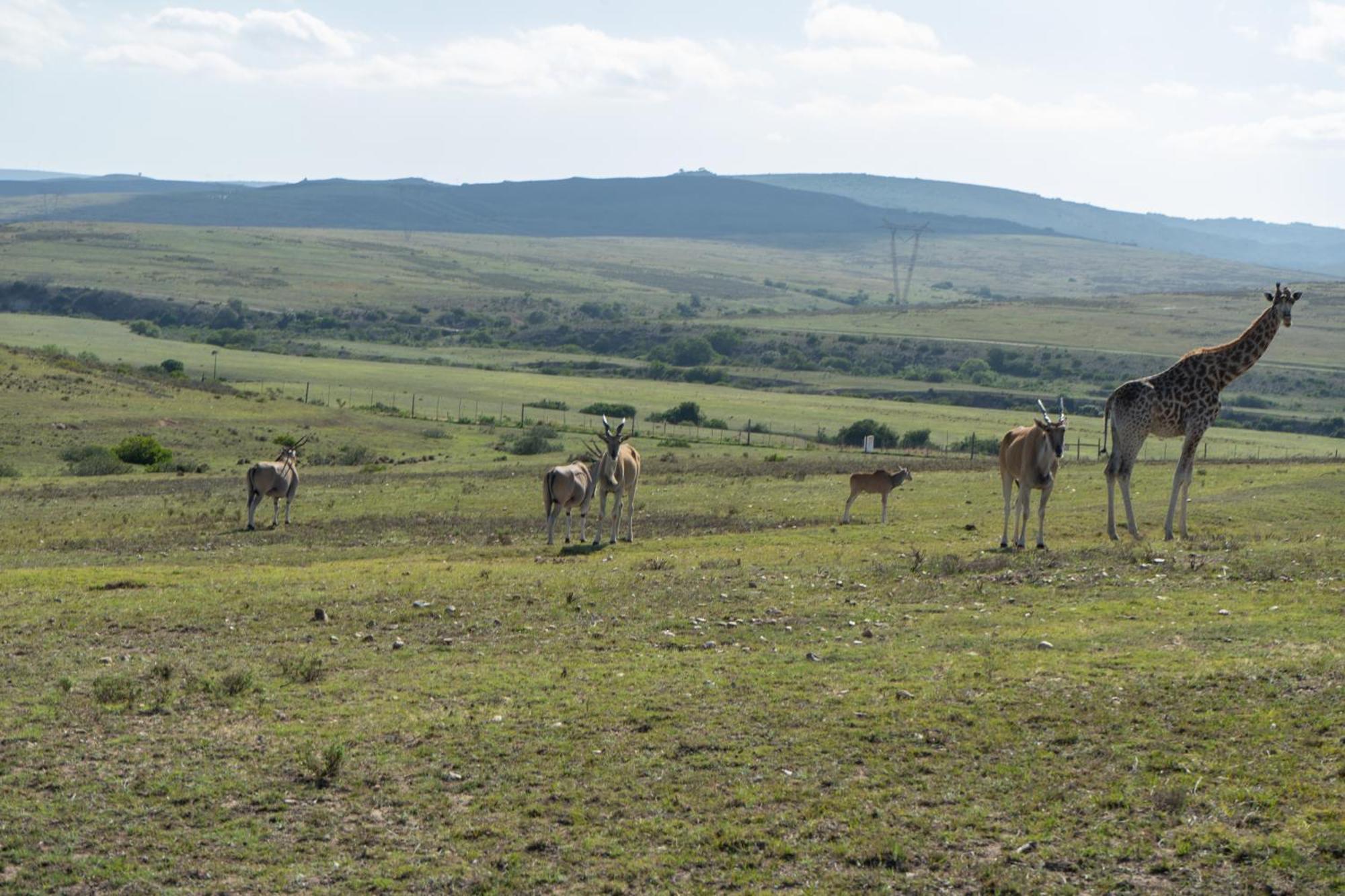 Hartenbos Private Game Lodge Kültér fotó
