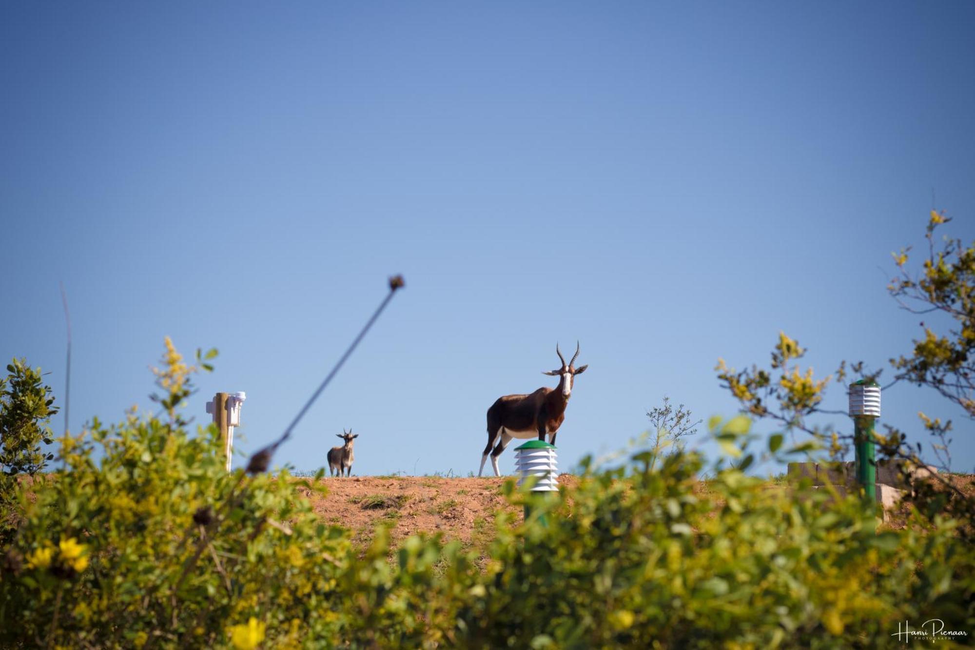 Hartenbos Private Game Lodge Kültér fotó