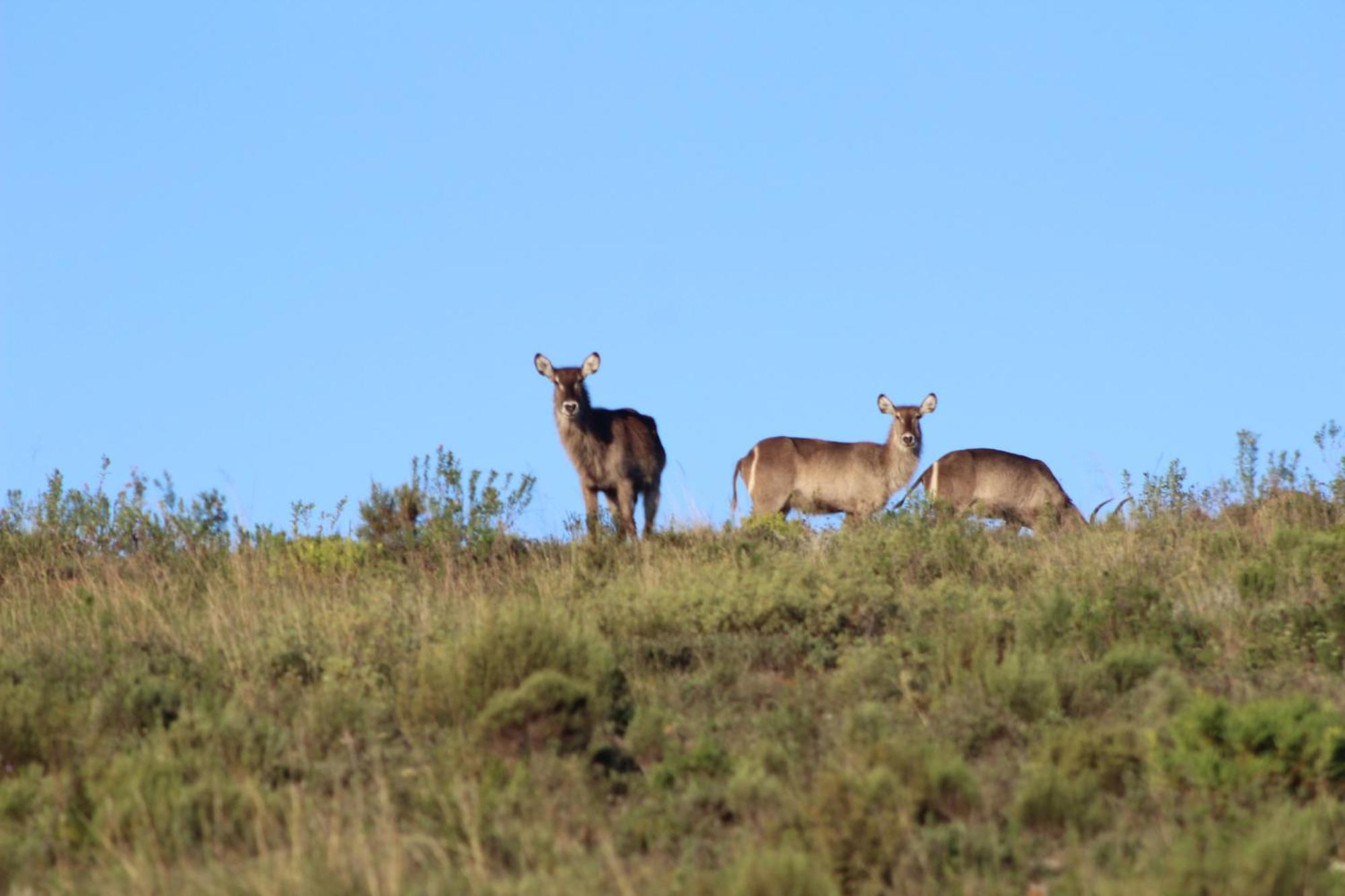 Hartenbos Private Game Lodge Kültér fotó