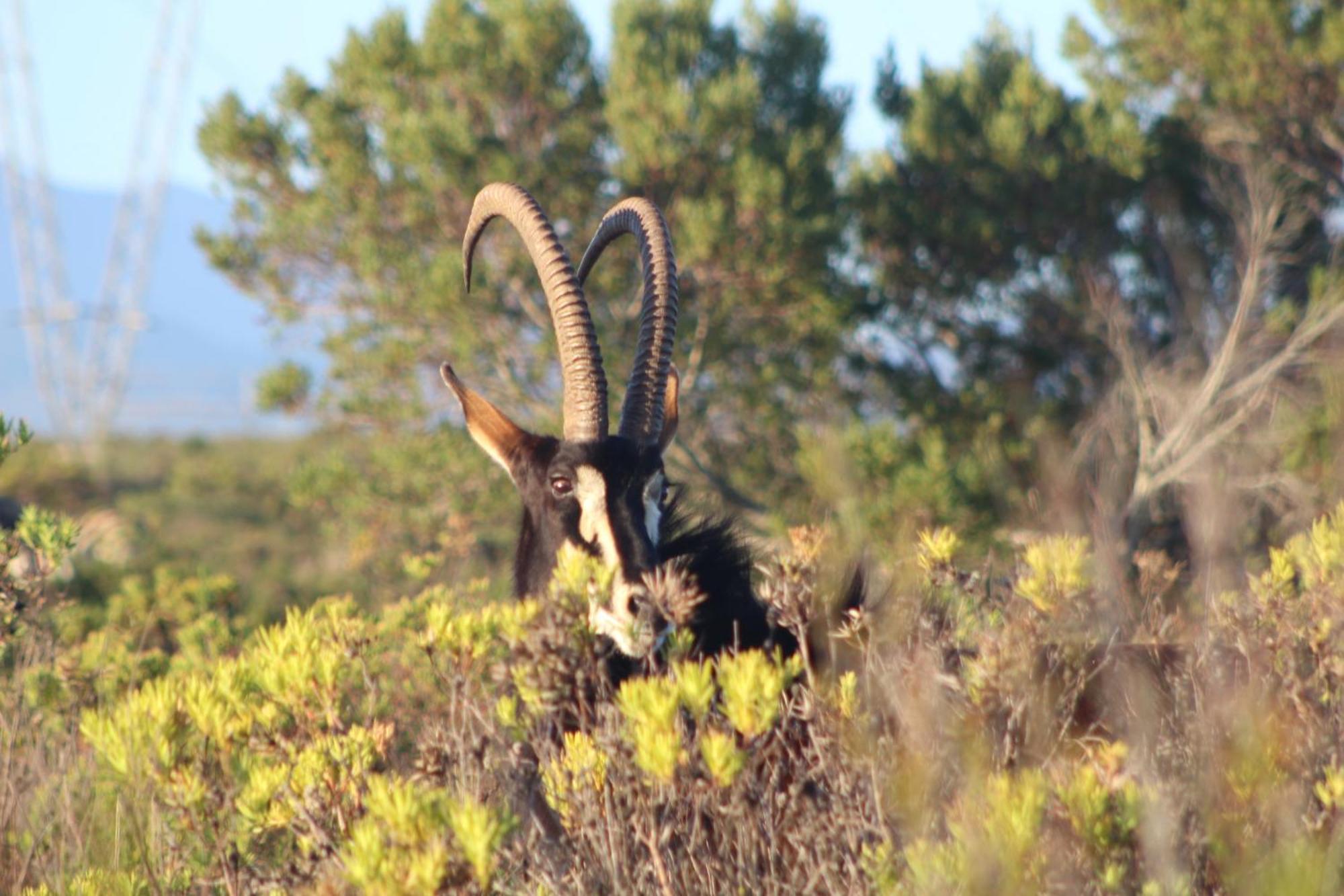Hartenbos Private Game Lodge Kültér fotó