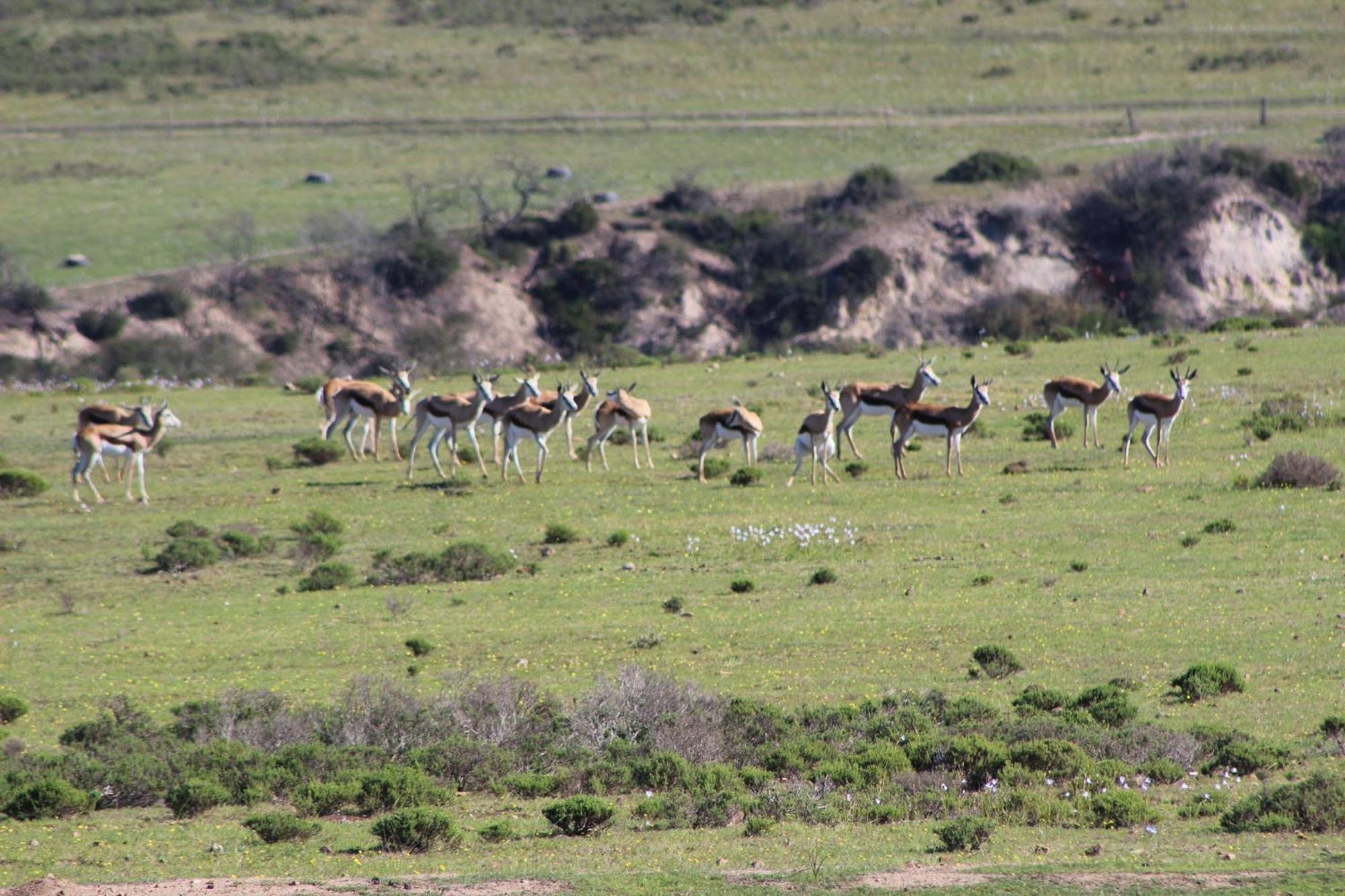 Hartenbos Private Game Lodge Kültér fotó